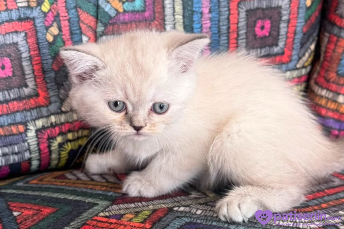 Evinizin neşesi olacak bebekler teslime hazır 3