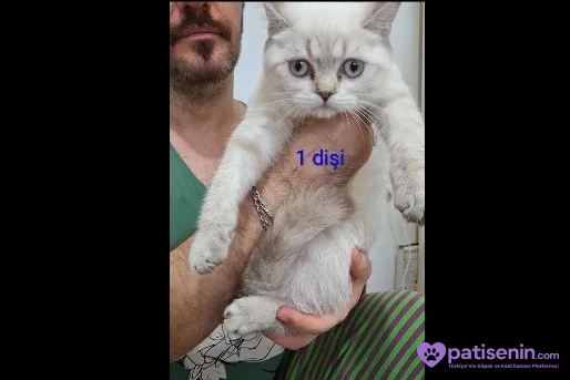 PAMUK ŞEKERLERİM🥰🍭 5