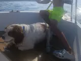 Oğlumuzun Çiftleşmesi icin eş araniyoruz