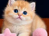 British Shorthair ve Longhair Golden Bebekler