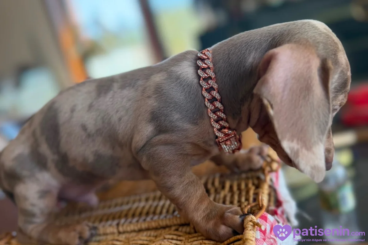 Dachshund Yavruları 9