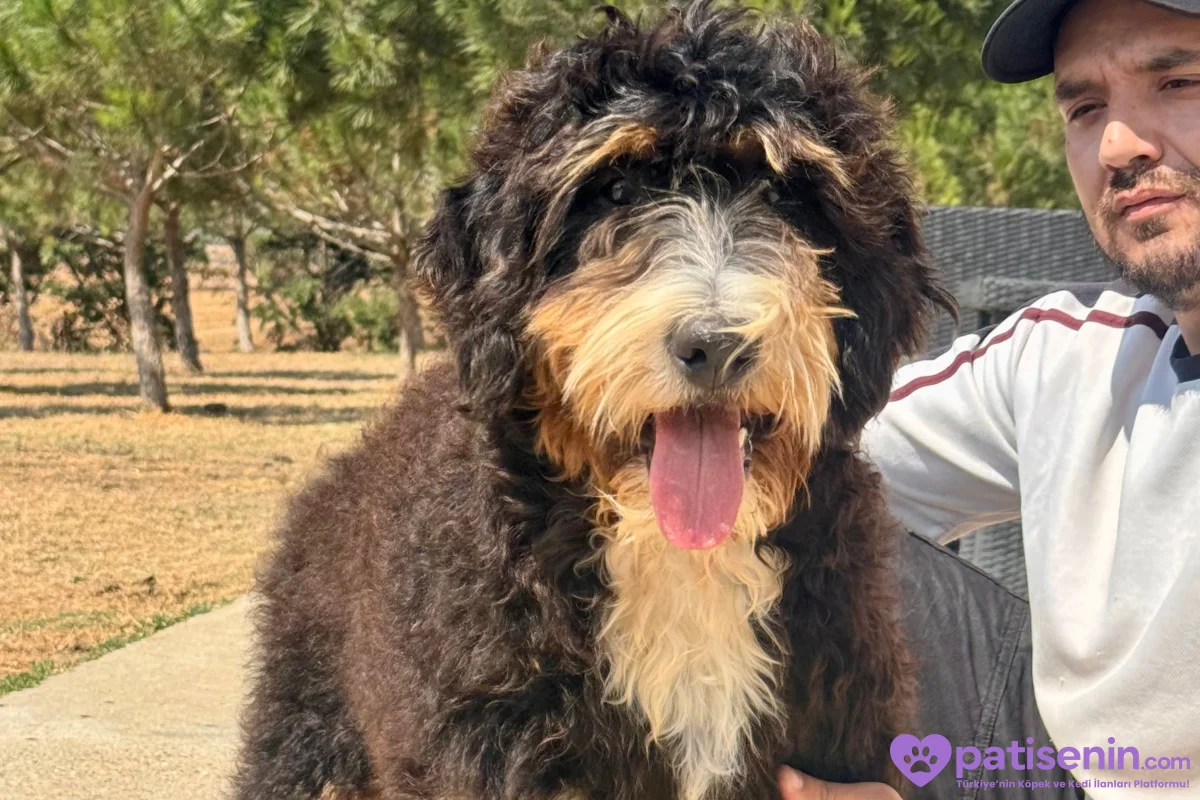 Bernedoodle Yavruları Türkiye’de Tek 9
