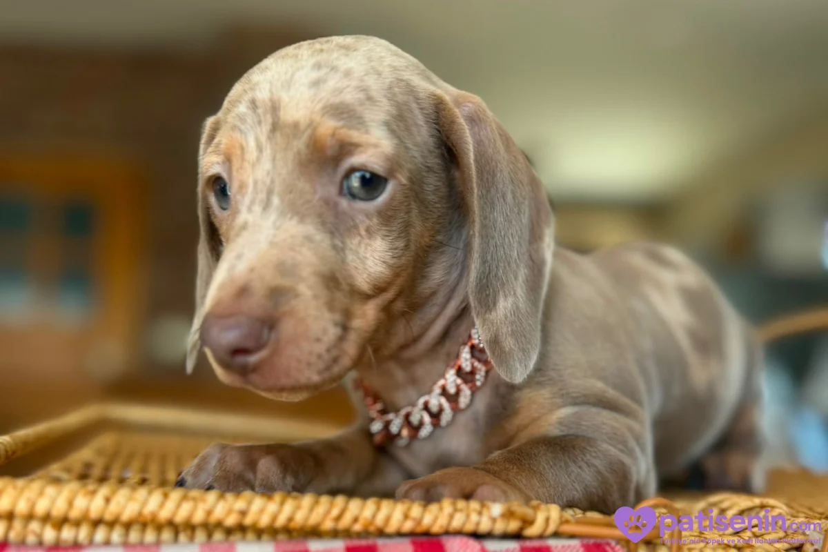 Dachshund Yavruları 3