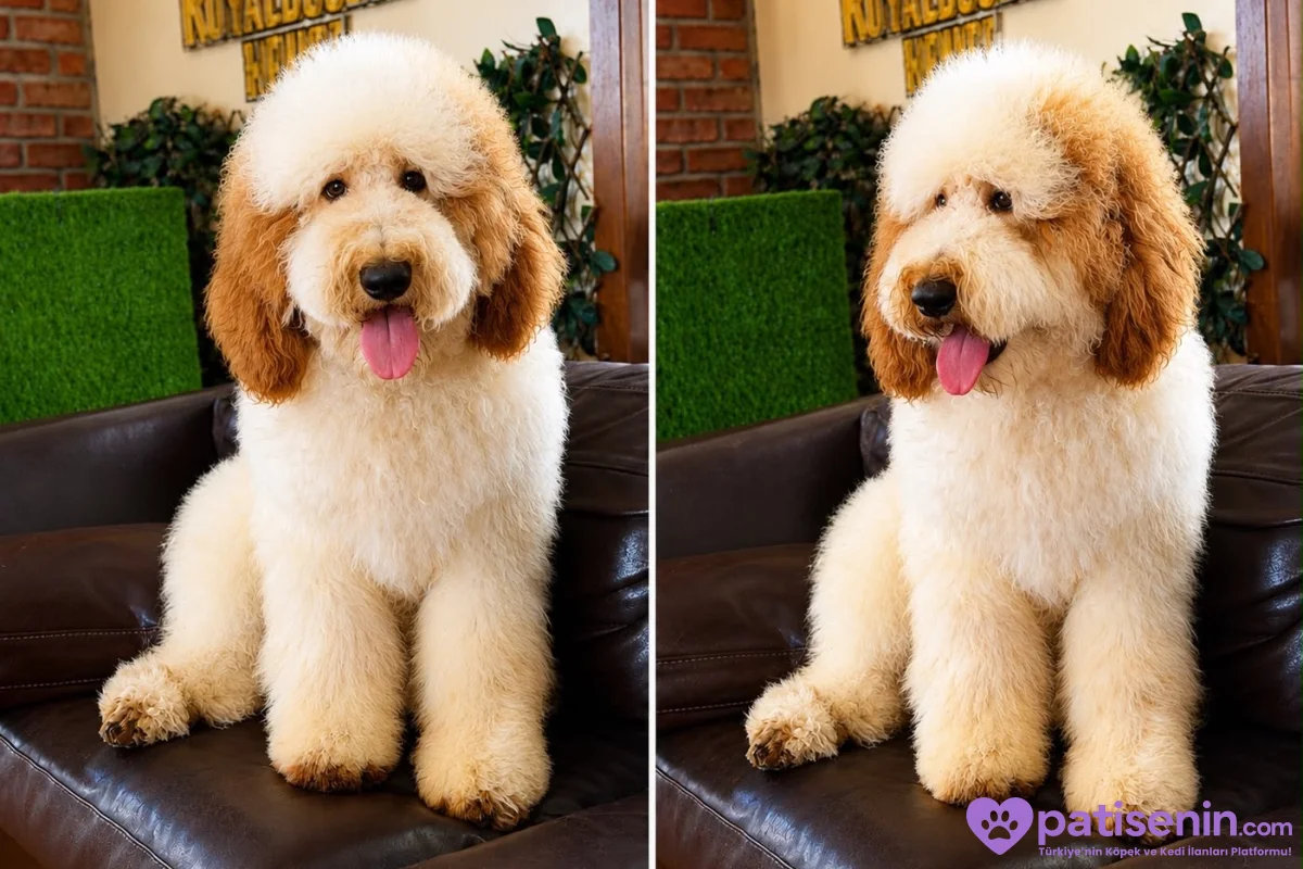 DEV POODLE 7
