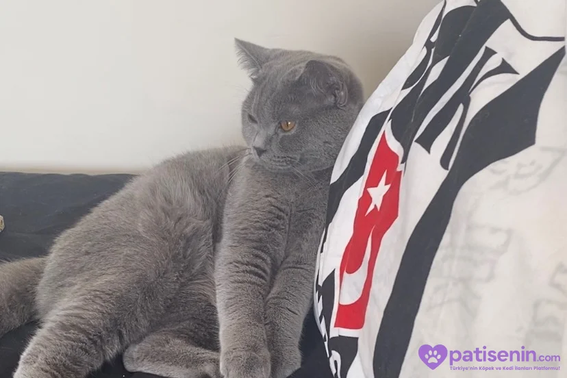 10 aylık British shorthair Beylikdüzü 1
