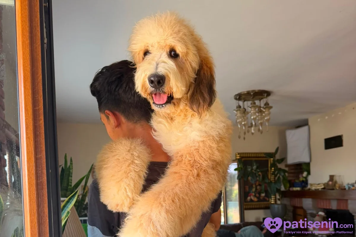 Bernedoodle Yavruları Türkiye’de Tek 6