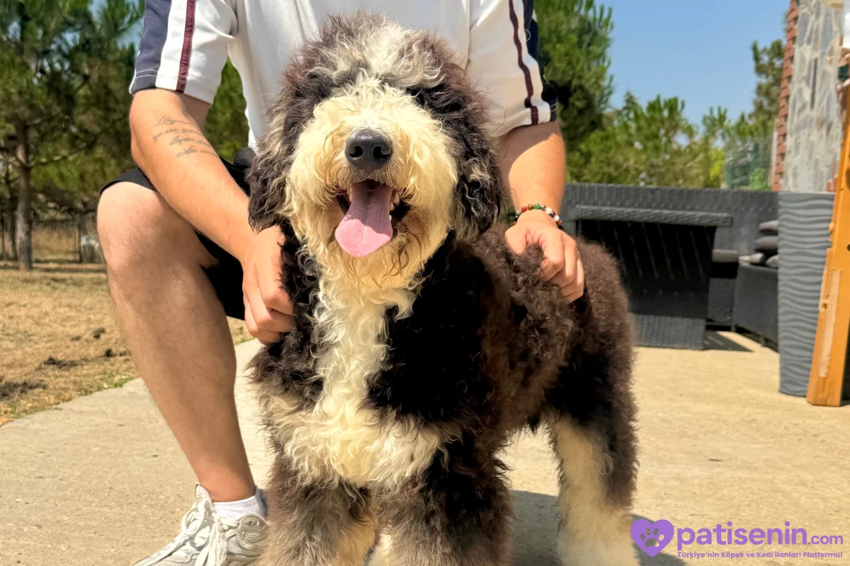 Bernedoodle Yavruları Türkiye’de Tek 7
