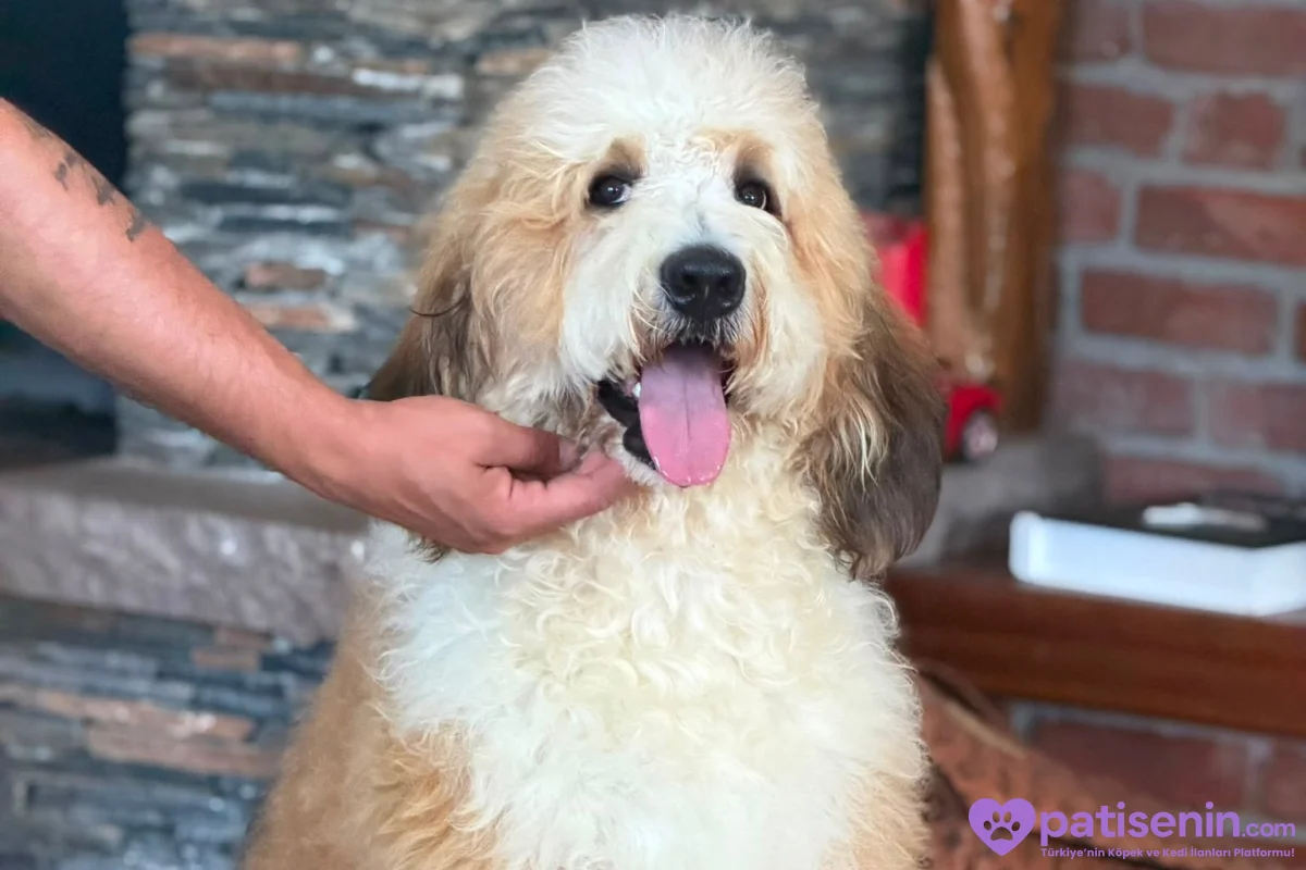 Bernedoodle Yavruları Türkiye’de Tek 5