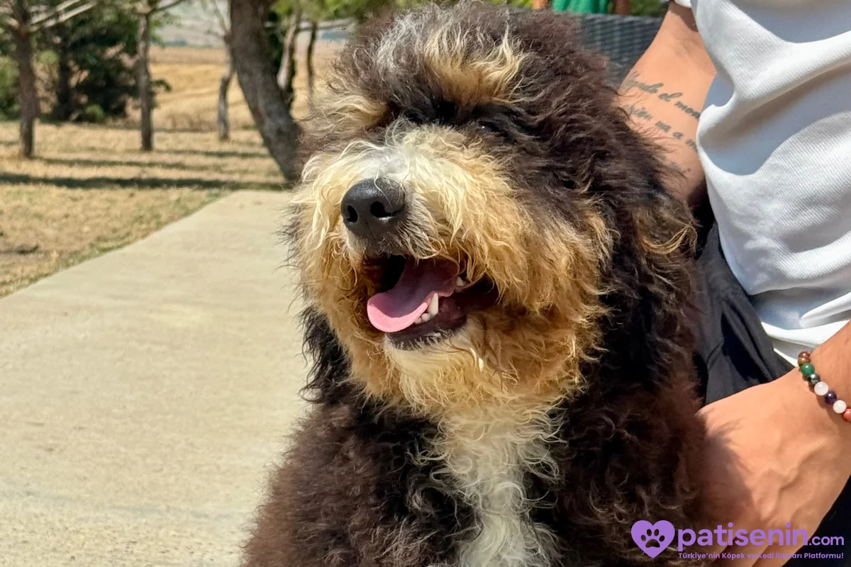 Bernedoodle Yavruları Türkiye’de Tek 8