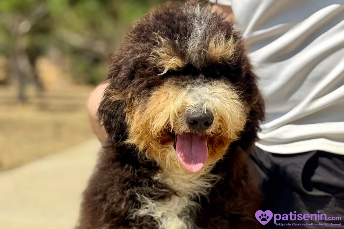 Bernedoodle Yavruları Türkiye’de Tek 10