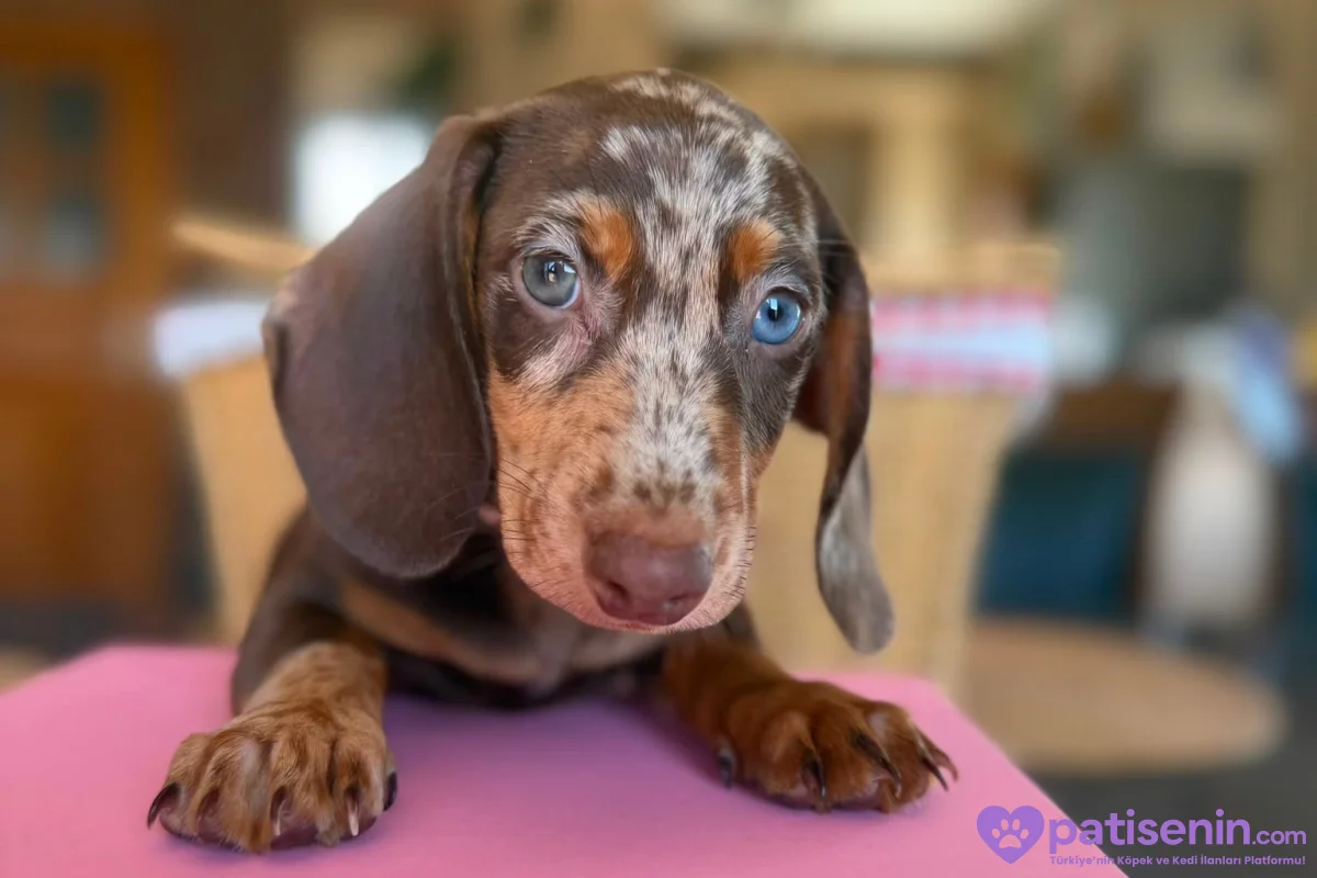 Dachshund Yavruları 5