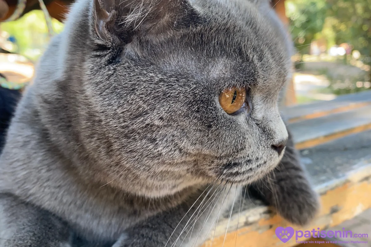 10 aylık British shorthair Beylikdüzü 2