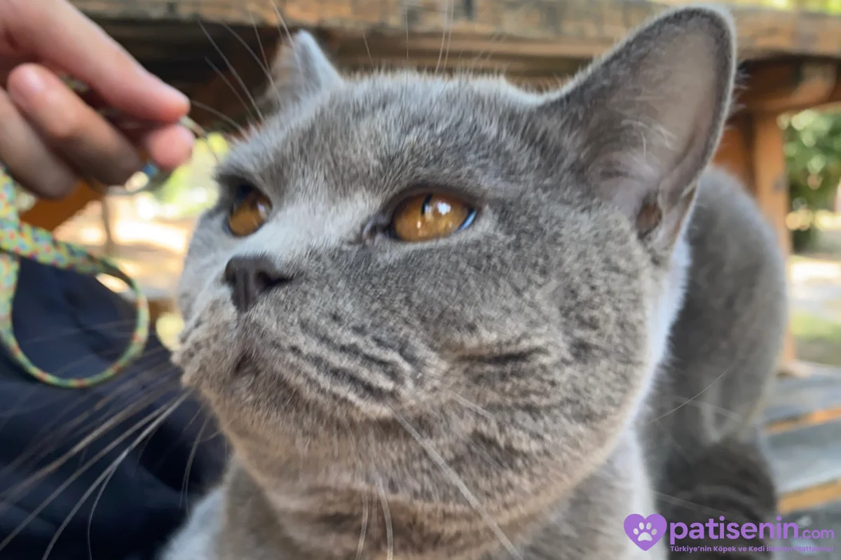 10 aylık British shorthair Beylikdüzü 3