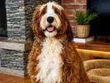 Bernedoodle Yavruları Türkiye’de Tek