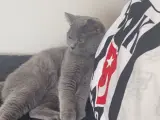 10 aylık British shorthair Beylikdüzü