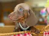 Dachshund Yavruları
