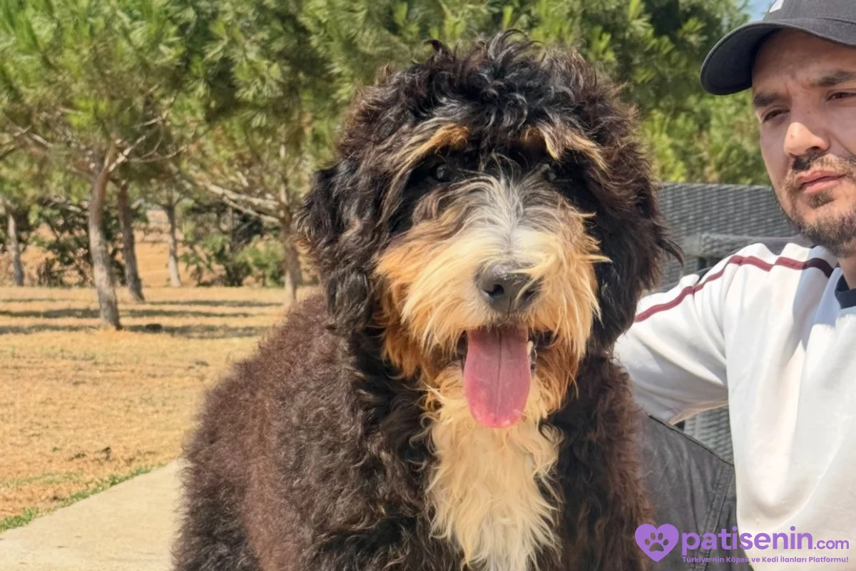 Bernedoodle Yavruları Türkiye’de Tek 4