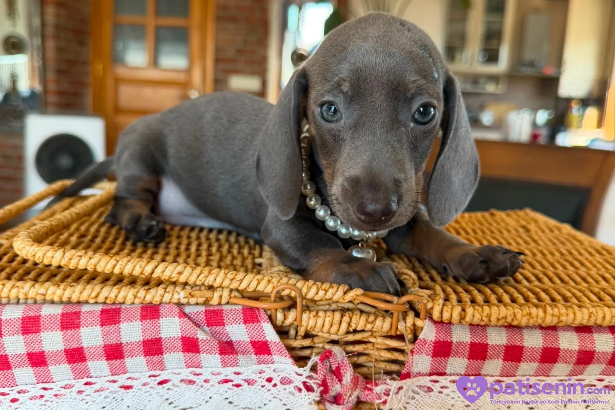 Dachshund Yavruları 4