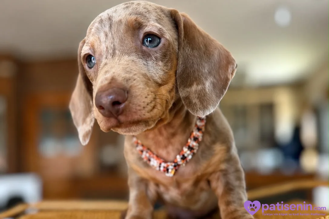 Dachshund Yavruları 8