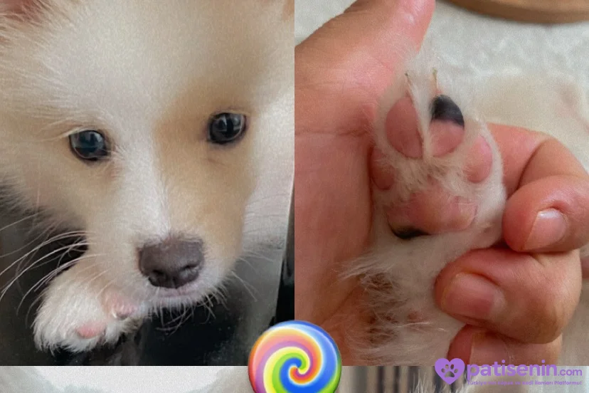3 aylık Beyaz Pomeranian Yavru – Sevimli ve Sağlıklı 6