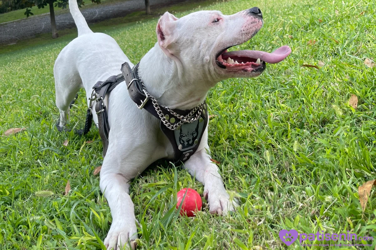 2 yaşında safkan Dogo argentino 2
