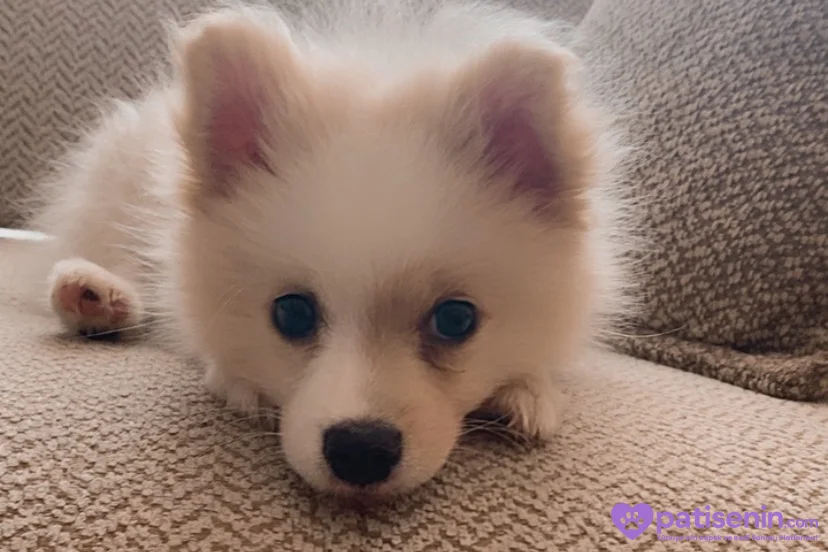 3 aylık Beyaz Pomeranian Yavru – Sevimli ve Sağlıklı 1