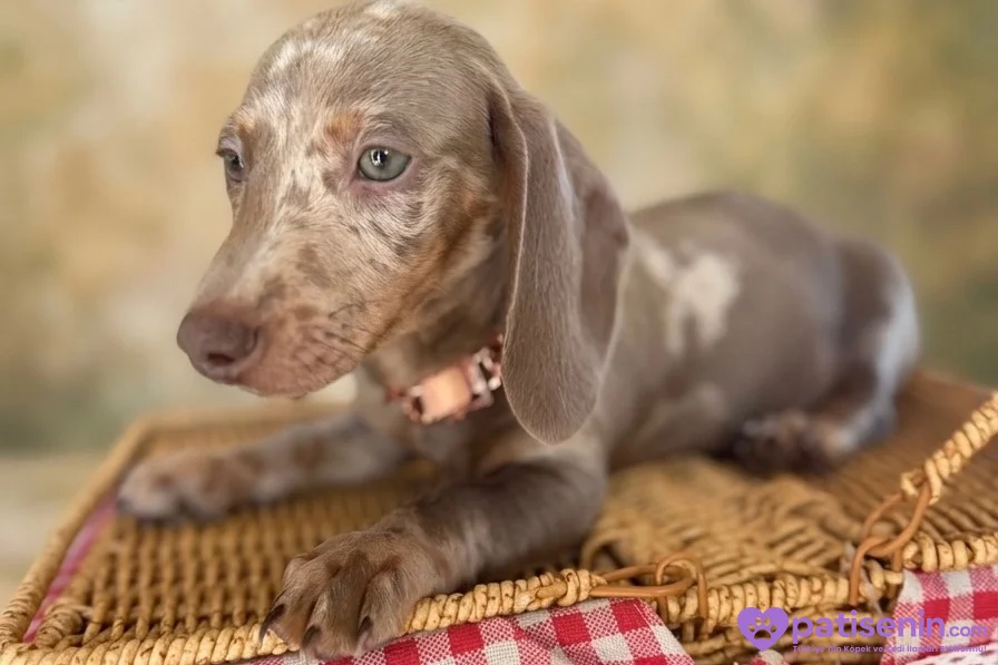 EŞSİZ GÜZELLİĞİ İLE DACHSHUND YAVRULARI 10