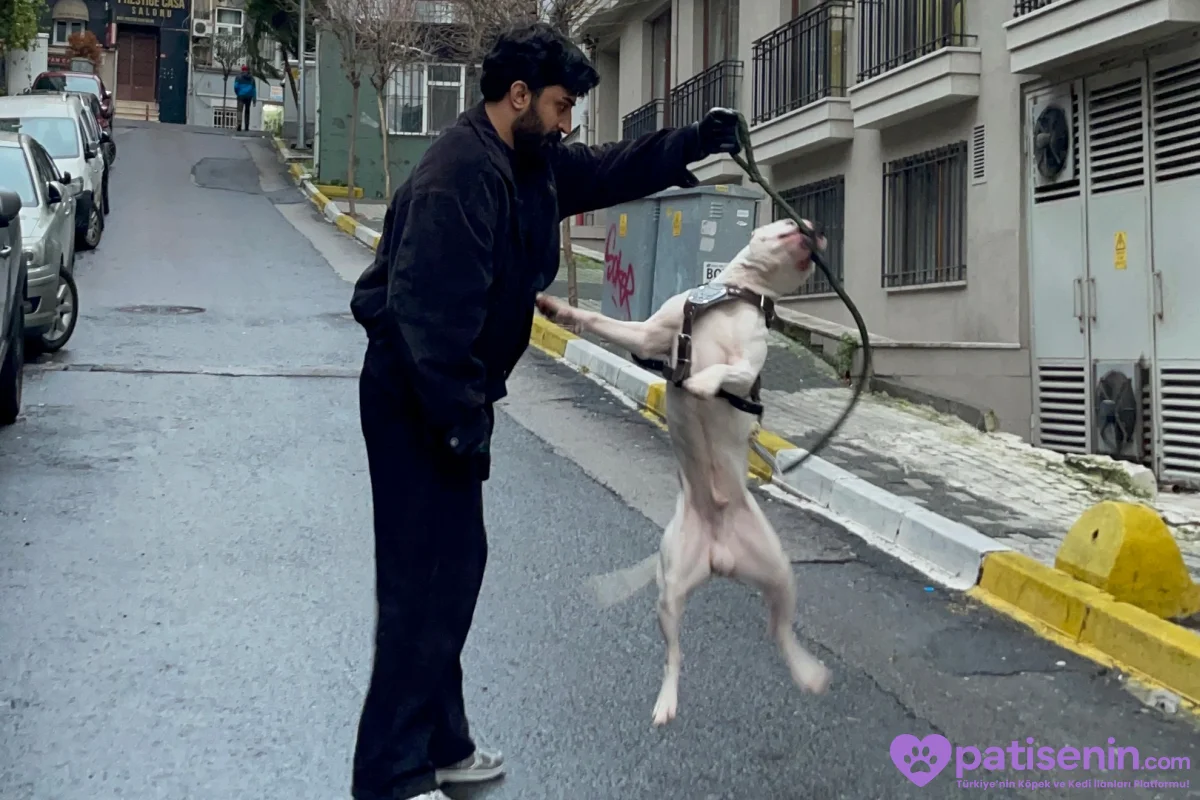 2 yaşında safkan Dogo argentino 5