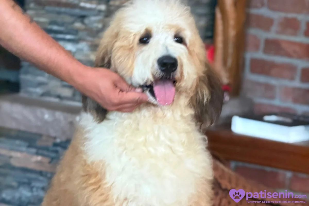 TÜRKİYE’de TEK BERNEDOODLE 5