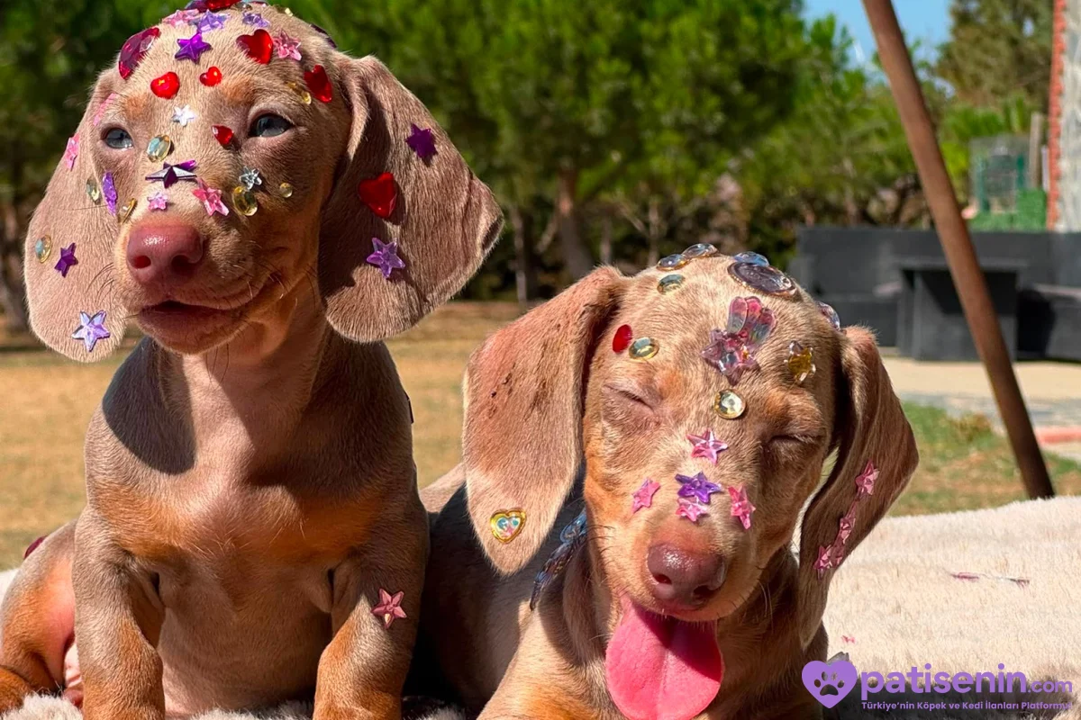 EŞSİZ GÜZELLİĞİ İLE DACHSHUND YAVRULARI 3