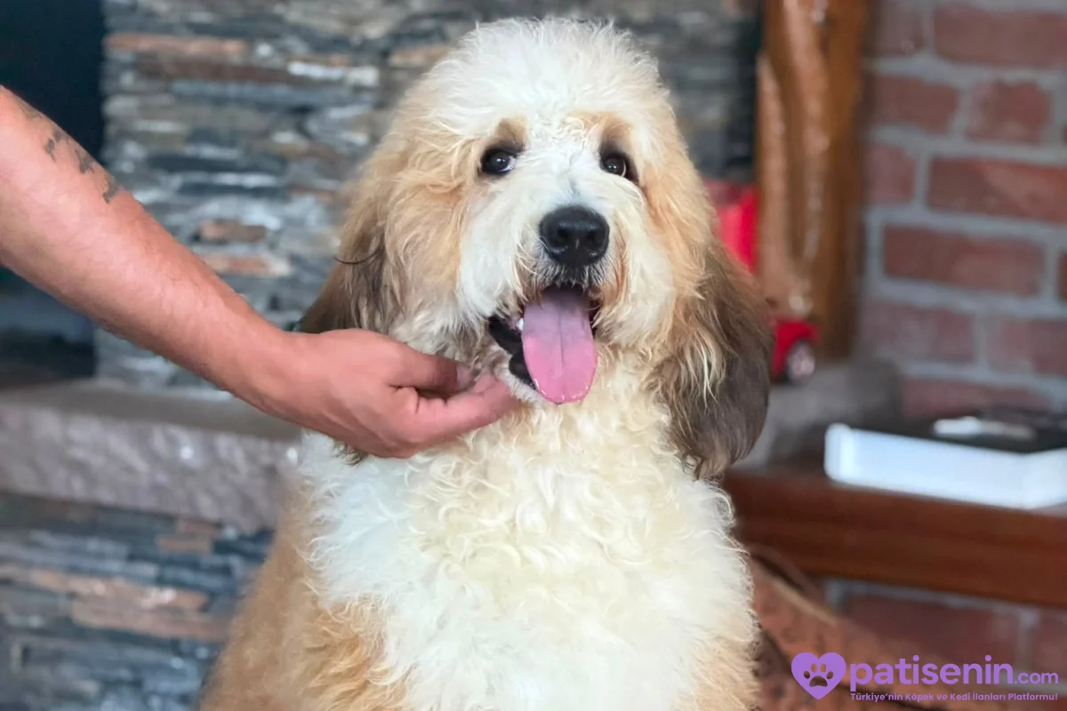 TÜRKİYE’de TEK BERNEDOODLE 6