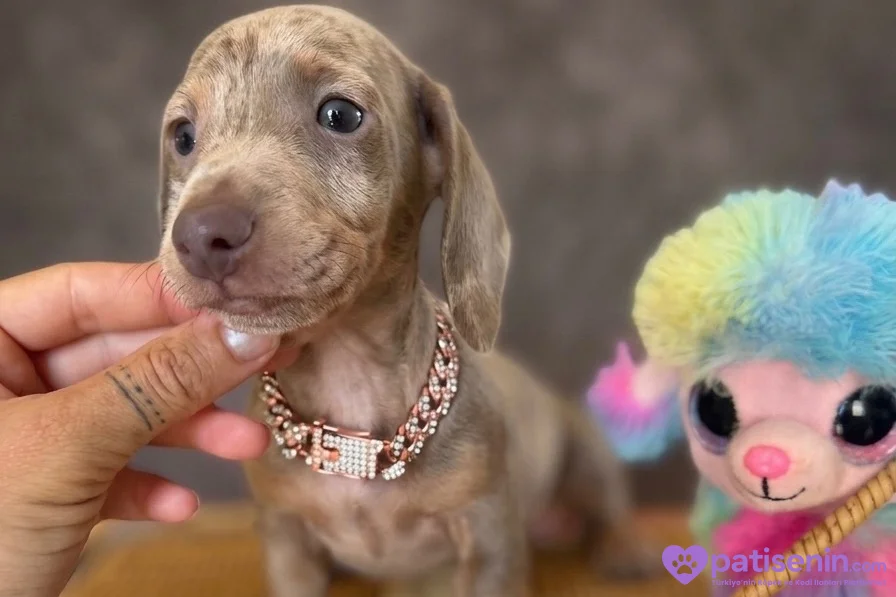 EŞSİZ GÜZELLİĞİ İLE DACHSHUND YAVRULARI 9