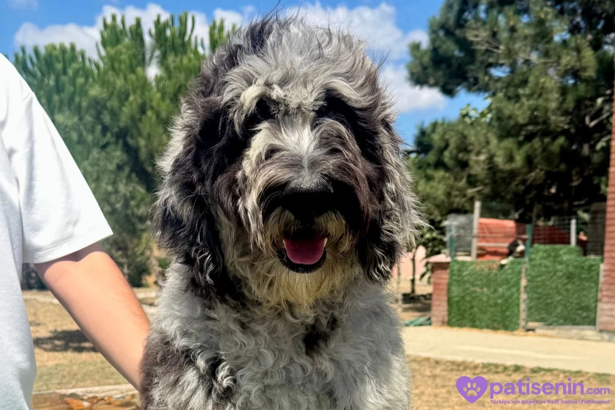 TÜRKİYE’de TEK BERNEDOODLE 10