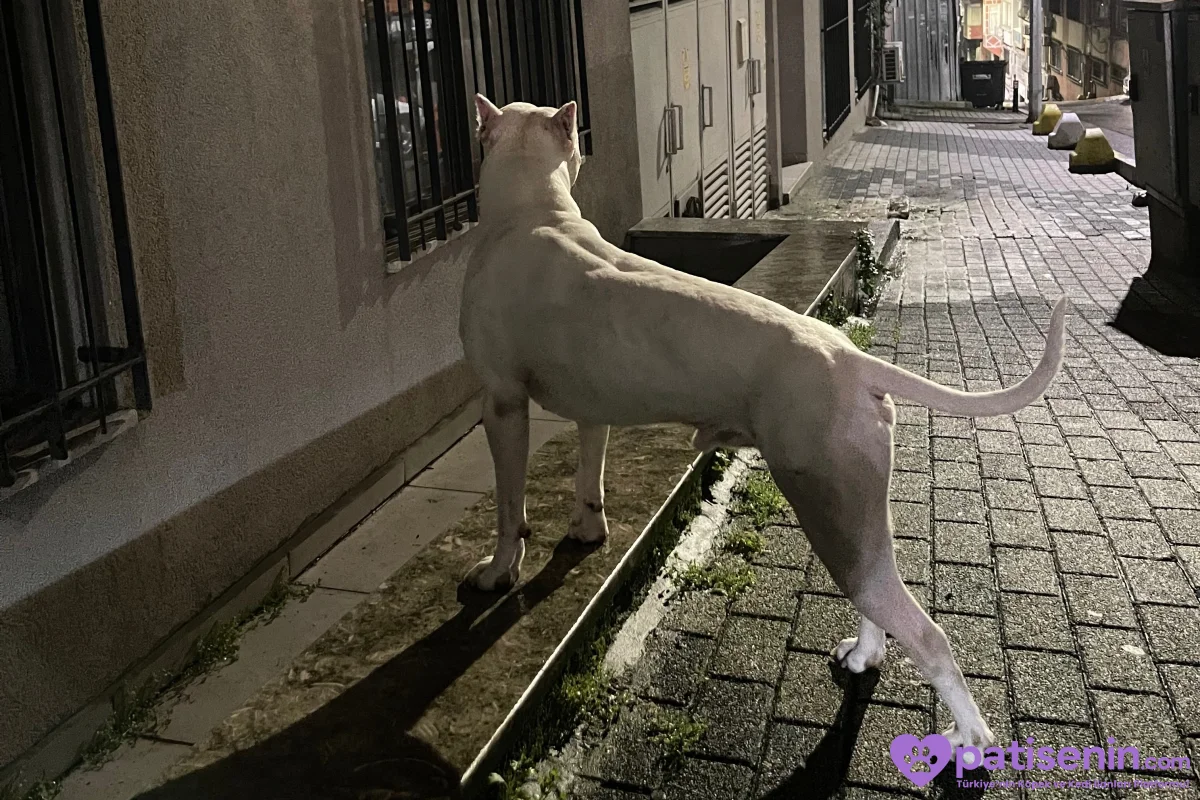 2 yaşında safkan Dogo argentino 6