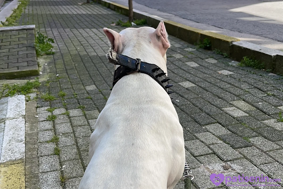 2 yaşında safkan Dogo argentino 8