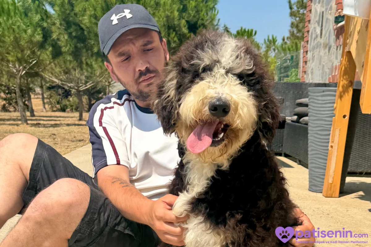 TÜRKİYE’de TEK BERNEDOODLE 9