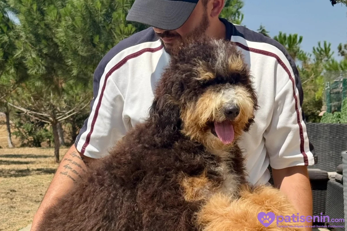 TÜRKİYE’de TEK BERNEDOODLE 4