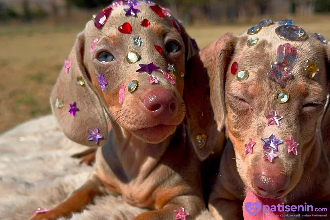 EŞSİZ GÜZELLİĞİ İLE DACHSHUND YAVRULARI 4