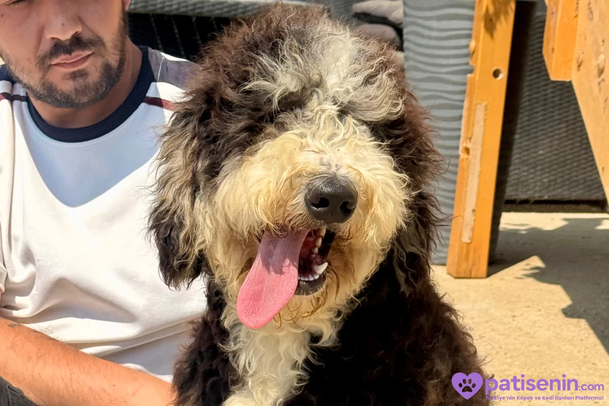TÜRKİYE’de TEK BERNEDOODLE 8
