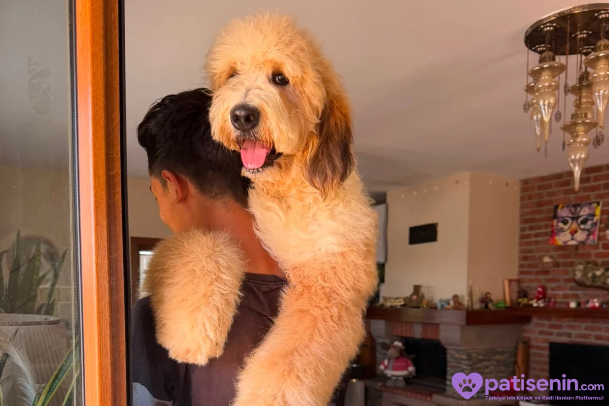 TÜRKİYE’de TEK BERNEDOODLE 7