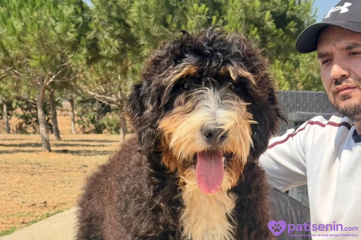 TÜRKİYE’de TEK BERNEDOODLE 3