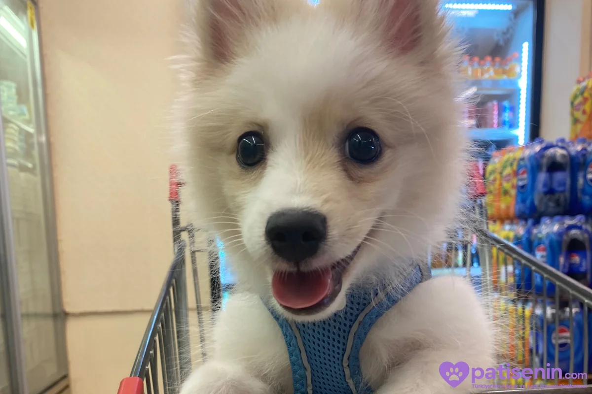 3 aylık Beyaz Pomeranian Yavru – Sevimli ve Sağlıklı 4