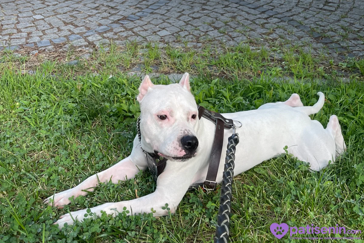 2 yaşında safkan Dogo argentino 1