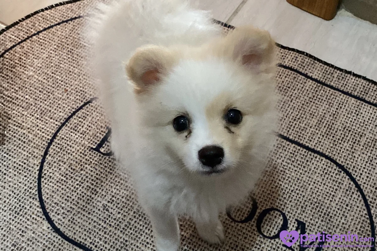 3 aylık Beyaz Pomeranian Yavru – Sevimli ve Sağlıklı 8