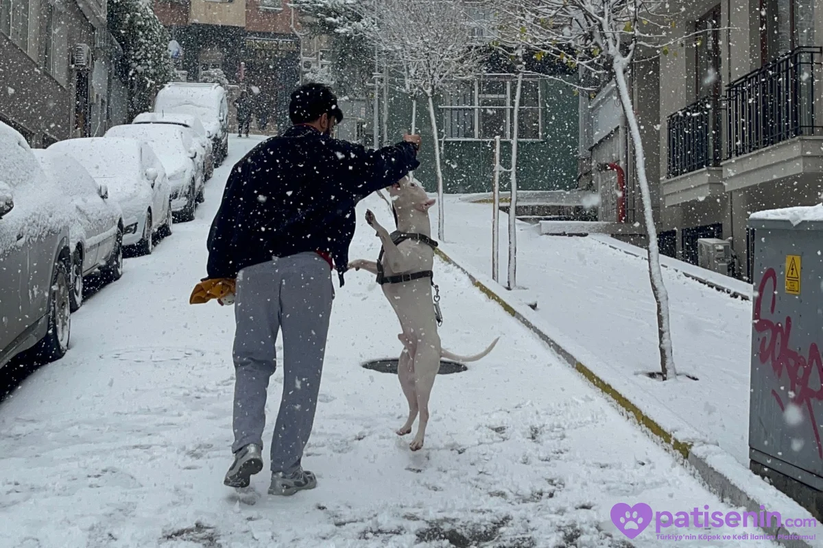 2 yaşında safkan Dogo argentino 4
