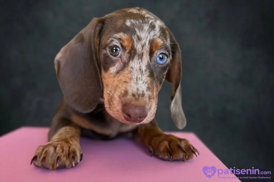 EŞSİZ GÜZELLİĞİ İLE DACHSHUND YAVRULARI 6