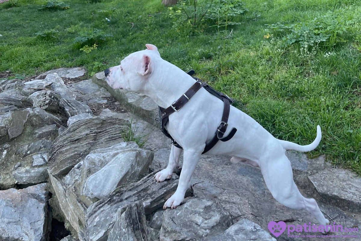 2 yaşında safkan Dogo argentino 7