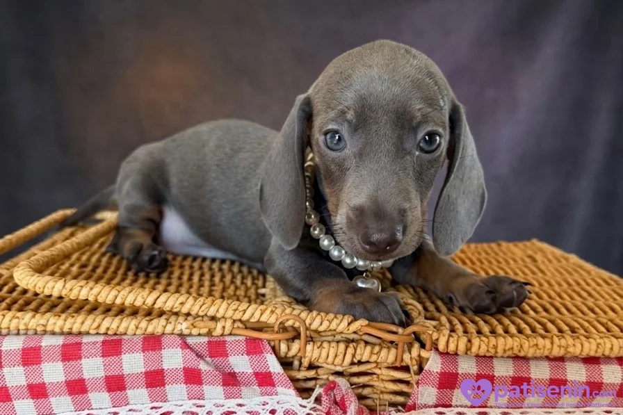 EŞSİZ GÜZELLİĞİ İLE DACHSHUND YAVRULARI 7