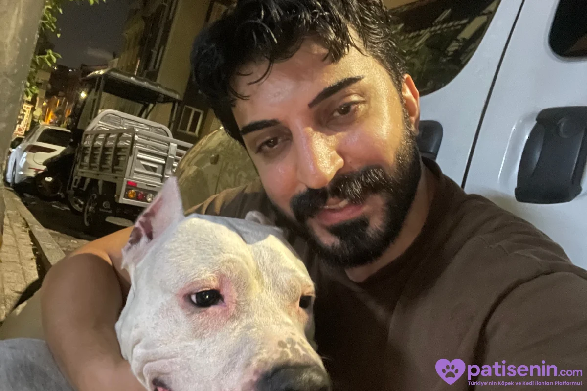 2 yaşında safkan Dogo argentino 9