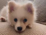 3 aylık Beyaz Pomeranian Yavru – Sevimli ve Sağlıklı